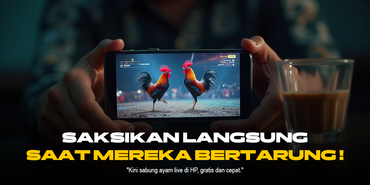 Mengenal Ayam Bangkok: Raja Sabung Ayam di SV388